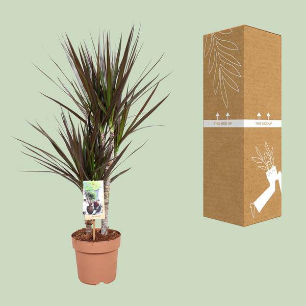 Drachenbaum Dracaena Magenta Zimmerpflanze Ø17cm ↕80cm – pflegeleichte Grünpflanze für Wohnzimmer, Büro & helle Standorte kaufen – Plant