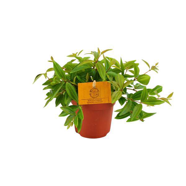 Peperomia 'Angulata Rocca Vivace' – Zwergpfeffer Zimmerpflanze – Ø11cm – ca. 15cm hoch – Pflegeleichte Blattschmuckpflanze für schattige Innenräume – Kompakt & dekorativ – Plant