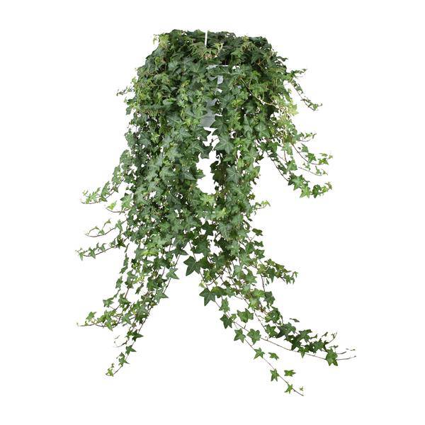 Hedera Helix Pitsburg – Efeu Hängepflanze – Zimmerpflanze Ø24cm – ca. 70cm Länge – Luftreinigende Kletterpflanze für drinnen – Plant