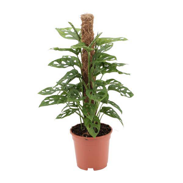 Fensterblatt Monstera Monkey Leaf Zimmerpflanze Ø17cm ↕60cm – pflegeleichte Grünpflanze für Wohnzimmer, Büro & helle Standorte kaufen – Plant