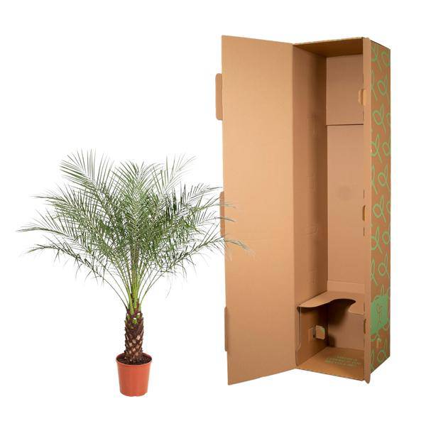 Zwerg – Dattelpalme Phoenix Roebelenii Zimmerpflanze Ø32cm ↕150cm – tropische Grünpflanze für Wohnzimmer, Büro & helle Standorte kaufen – Plant