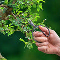 Bonsai Schere L Zimmerpflanze – pflegeleichte Grünpflanze für Wohnzimmer, Büro & helle Standorte kaufen – Plant