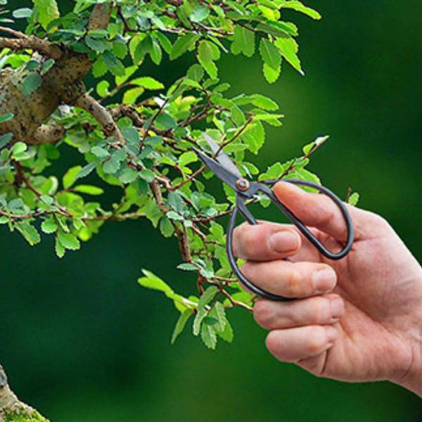 Bonsai Schere L Zimmerpflanze – pflegeleichte Grünpflanze für Wohnzimmer, Büro & helle Standorte kaufen – Plant