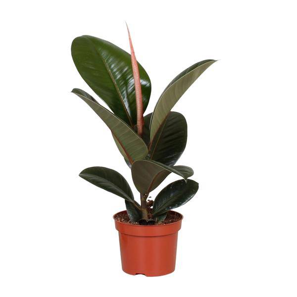 Gummibaum Ficus Elastica Robusta Zimmerpflanze Ø12cm ↕35cm – pflegeleichte Grünpflanze für Wohnzimmer, Büro & helle Standorte kaufen – Plant