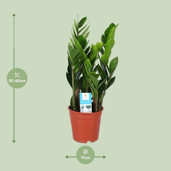 Glücksfeder – Zamioculcas Zamiifolia – Ø17cm – ca. 60cm hoch – pflegeleichte Zimmerpflanze für halbschattige Standorte – luftreinigende Grünpflanze – Plant