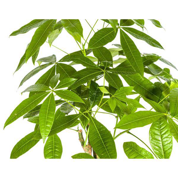 Glückskastanie Pachira Aquatica – Geldbaum – Zimmerpflanze Ø21cm ↕90-110cm – Geflochtener Stamm – Pflegeleicht – Plant
