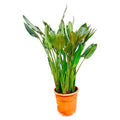 Strelitzia Reginae – Paradiesvogelblume – Zimmerpflanze 160cm – Ø30cm – Exotische Pflanze mit orangefarbenen Blüten – Pflegeleicht – Plant