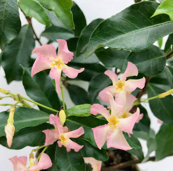 Sternjasmin Trachelospermum 'Star of Ibiza' – Rosa – Immergrüne Kletterpflanze – ca. 65cm Höhe – Duftender mediterraner Jasmin für Terrasse & Balkon – Plant