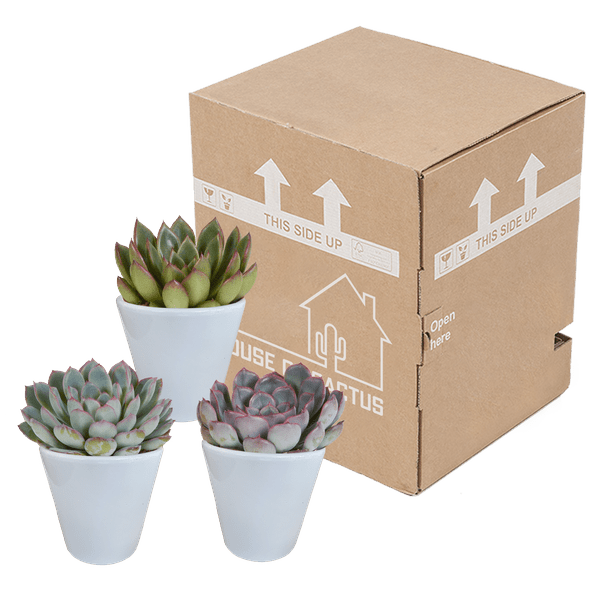 Steinrose Echeveria Mischung Zimmerpflanze Ø8,5cm mit dekorativem Übertopf – pflegeleichte Sukkulente für Wohnzimmer, Büro & helle Standorte – Plant