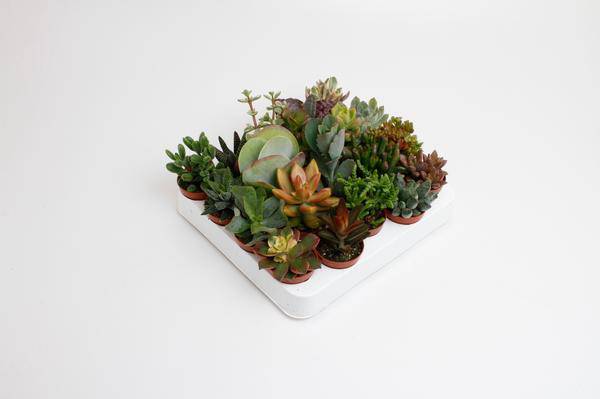 Sukkulenten Mix – Zimmerpflanzen – 20 Pflanzen – Ø5,5cm – ca. 10cm hoch – Plant
