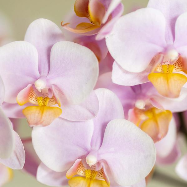 Rosa Orchidee Phalaenopsis Andorra & Sukkulente im Keramik – Topf inkl. Tablett – Pflanzenset Valentine Gradience Pink – Plant