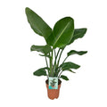 Strelitzia Nicolai Zimmerpflanze Ø19cm ↕90cm – tropische Grünpflanze für Wohnzimmer, Büro & helle Standorte kaufen – Plant