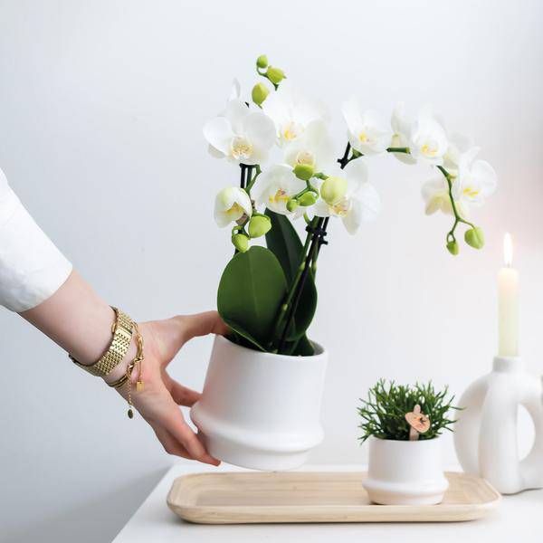 Weiße Phalaenopsis Orchideen – Amabilis – 2 Pflanzen – Blühende Zimmerpflanze Ø9cm – Multiflora – Orchidee mit 2-3 Zweigen – Plant