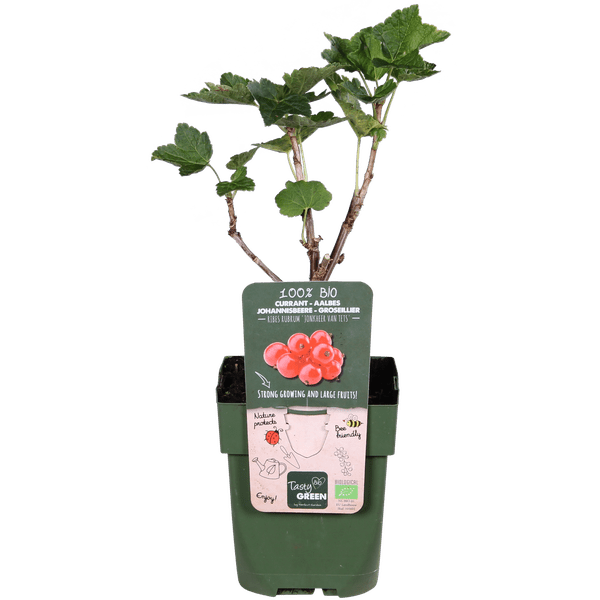 Rote Bio Johannisbeere – Ribes rubrum ‘Jonkheer van Tets’ – Ø13cm – ca. 45cm hoch – Frühe Sorte mit hohem Ertrag – Saure & frische Beeren – winterharte Beerenpflanze – Plant