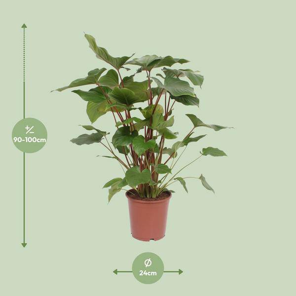 Homalomena Rubescens Maggy Zimmerpflanze Ø24cm ↕90cm – pflegeleichte Grünpflanze für Wohnzimmer, Büro & helle Standorte kaufen – Plant