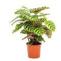 Pfauen – Korbmarante Calathea Makoyana Zimmerpflanze Ø17cm ↕55cm – pflegeleichte Grünpflanze für Wohnzimmer, Büro & helle Standorte kaufen – Plant