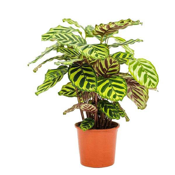 Pfauen – Korbmarante Calathea Makoyana Zimmerpflanze Ø17cm ↕55cm – pflegeleichte Grünpflanze für Wohnzimmer, Büro & helle Standorte kaufen – Plant