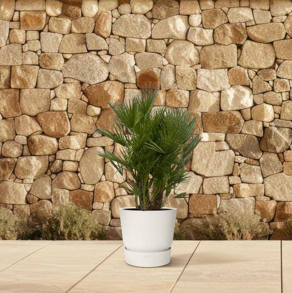 Chamaerops Humilis – Zwergpalme – mehrstämmig – Mediterrane Zimmer – und Gartenpflanze – Ø45cm – ↕180cm – Plant