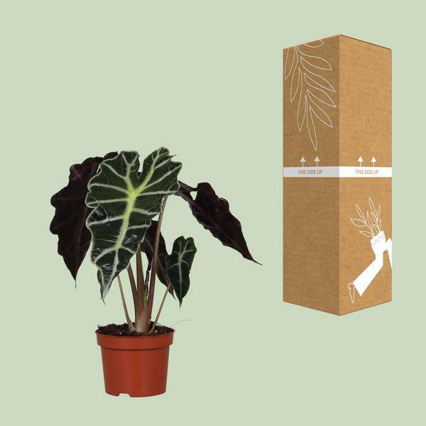 Pfeilblatt Alocasia Amazonica Polly – Zimmerpflanze – Ø12cm – ↕30cm – exotische Tropenpflanze mit dekorativen Blättern – Plant