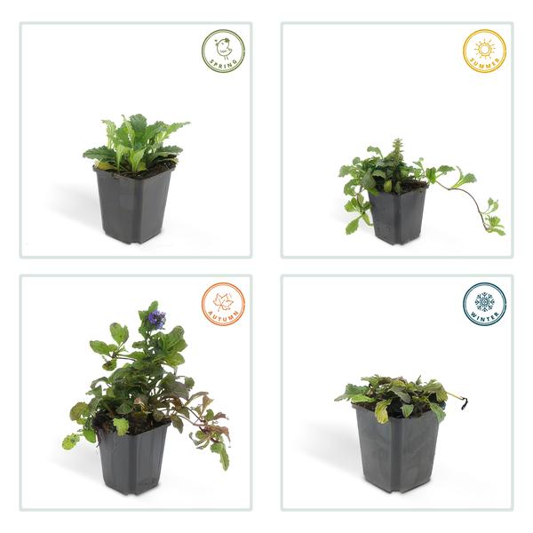 Kriechender Günsel Ajuga reptans – ↕10-25cm – Ø9cm – Bodendecker – Halbschatten & Schatten – Blühend & pflegeleicht – Plant