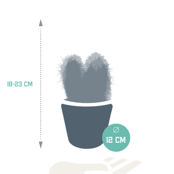 Cereus Mix – 3Zimmerpflanzen – Ø10,5cm – Verschiedene Säulen – & Stabkakteen im weißen Topf – Pflegeleichte Kakteen für Fensterbank, Büro & Wohnzimmer – Plant