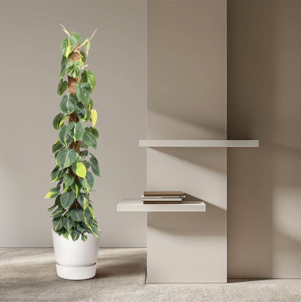 Baumfreund – Philodendron Scandens Brasil 150cm – Ø27cm – Kletterpflanze mit Moosstock – Herzförmige Blätter – Plant