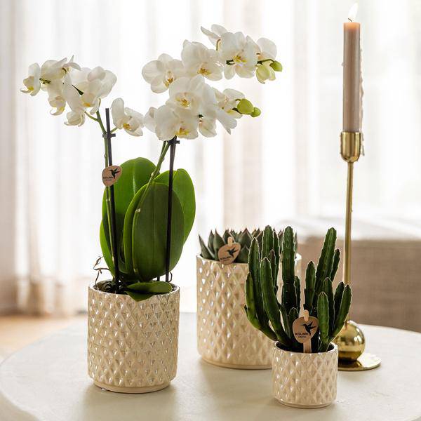 Diamant Perlen Dekotopf – Travertin – Ø9cm – Blumentopf in Steinoptik – Eleganter Dekotopf für Zimmerpflanzen, Kakteen & Sukkulenten – Plant
