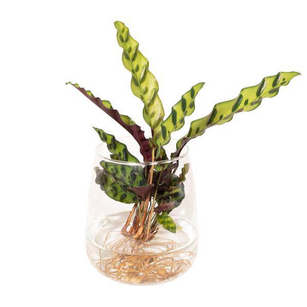 Korbmarante Calathea Insignis – Hydroponische Zimmerpflanze im Kingston – Glas – Ø12cm – 30cm Höhe – grünes dekoratives Laub – Plant