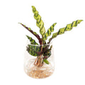 Korbmarante Calathea Insignis – Hydroponische Zimmerpflanze im Kingston – Glas – Ø12cm – 30cm Höhe – grünes dekoratives Laub – Plant