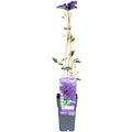 Waldrebe Kletterpflanze Ø15cm ↕65cm – winterharte Pflanze für Garten, Balkon, Terrasse, Kübel & Beet online kaufen – Plant