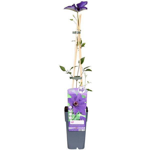 Waldrebe Kletterpflanze Ø15cm ↕65cm – winterharte Pflanze für Garten, Balkon, Terrasse, Kübel & Beet online kaufen – Plant