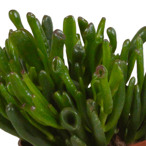 Sukkulenten Mix 3 Pflanzen Ø10,5cm – pflegeleichtes Pflanzen Set für Urban Jungle, Fensterbank, Wohnzimmer & Büro – Plant
