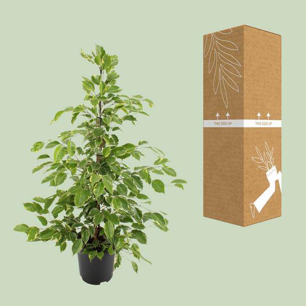 Birken-Feige Ficus benjamina Goldenking – Zimmerpflanze – Ø21cm – Ca. 95cm – Glänzende Blätter – Pflegeleicht – Für Halbschatten & Innenräume – Plant