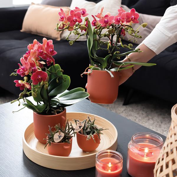 Rote Phalaenopsis Orchideen Zimmerpflanze Ø9cm – blühende Orchidee für Wohnzimmer, Büro & helle Standorte kaufen – Plant