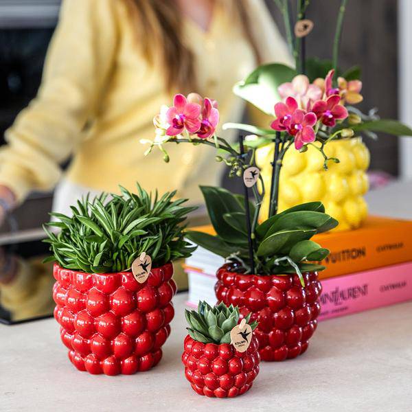 Übertopf Rot Keramik Ø6cm – moderner Pflanztopf für Zimmerpflanzen, Sukkulenten, Kakteen & Kräuter – Plant