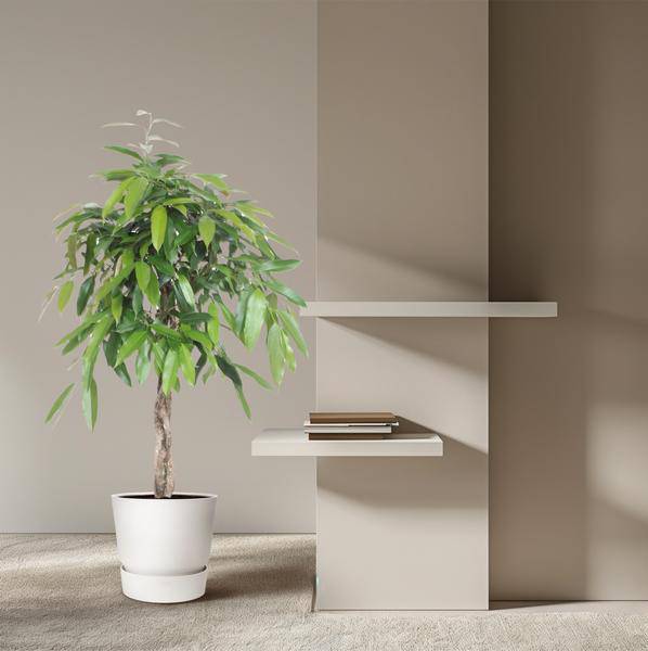 Ficus Amstel King – Schmalblättriger Gummibaum – 140cm hoch – Ø30cm – Zimmerpflanze mit geflochtenem Stamm – Pflegeleicht & luftreinigend – Plant