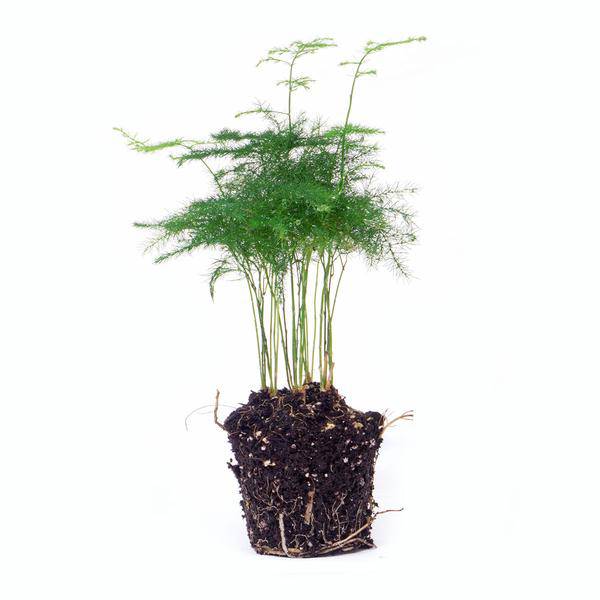 Zierspargel Asparagus Setaceus Plumosus Zimmerpflanze – pflegeleichte Grünpflanze für Wohnzimmer, Büro & helle Standorte kaufen – Plant