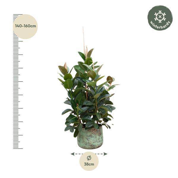 Gummibaum – Ficus Robusta – Zimmerpflanze 150cm – Ø38cm – XXL – Pflanze mit großen dunkelgrünen Blättern – Kübelpflanze für Wohnzimmer & Büro – Plant