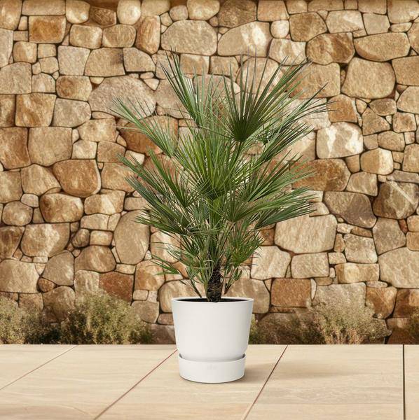 Grüne Zwergpalme – Chamaerops Humilis 150cm – Ø30cm – Europäische frostbeständige Palme – Mediterrane Zimmer – & Gartenpflanze für Innen – Plant