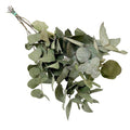 Getrocknete Blumen – Eukalyptus Cinerea – 6 Stück – ↕50cm – Trockenblumen Zweige in Grau – Grün – Langlebig & pflegeleicht – Vase Tisch DIY Deko – Plant