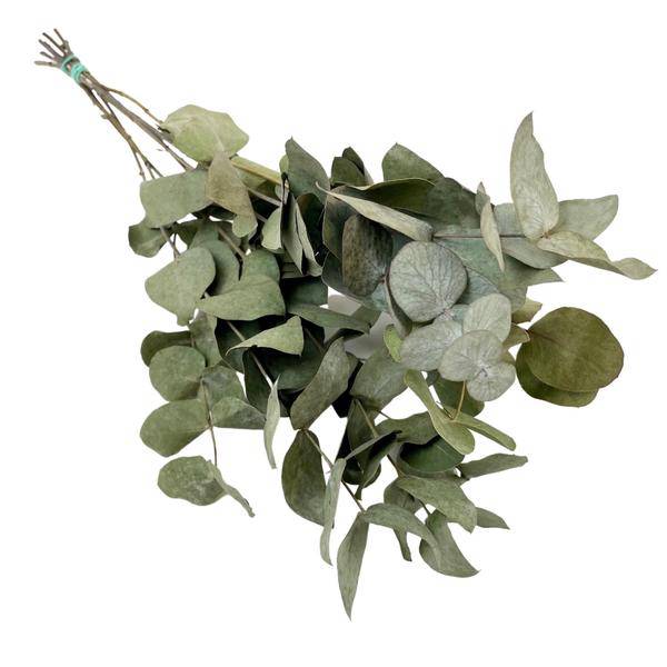 Getrocknete Blumen – Eukalyptus Cinerea – 6 Stück – ↕50cm – Trockenblumen Zweige in Grau – Grün – Langlebig & pflegeleicht – Vase Tisch DIY Deko – Plant