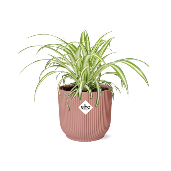 Grünlilie Chlorophytum Comosum Variegatum Zimmerpflanze Ø12cm Ø14cm – pflegeleichte Grünpflanze für Wohnzimmer, Büro & helle Standorte kaufen – Plant