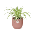 Grünlilie Chlorophytum Comosum Variegatum Zimmerpflanze Ø12cm Ø14cm – pflegeleichte Grünpflanze für Wohnzimmer, Büro & helle Standorte kaufen – Plant
