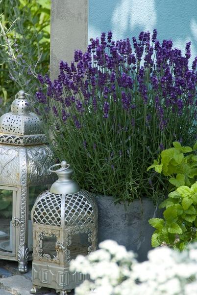 Lavender Lavandula 'Hidcote' – Reich blühender Lavendel – ↕10-25cm – Ø9cm – pflegeleicht & sonnig – Plant