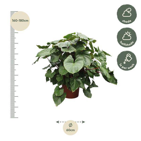 Herzblatt Homalomena Rubescens Maggy Zimmerpflanze Ø60cm ↕170cm – pflegeleichte Grünpflanze für Wohnzimmer, Büro & helle Standorte kaufen – Plant