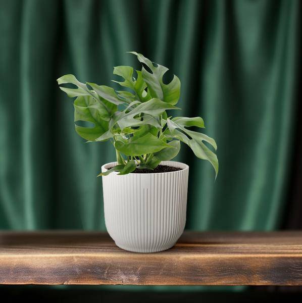 Fensterblatt – Monstera Minima – Zimmerpflanze – Ø12cm – Höhe ca. 25cm – Tropische Kletterpflanze mit gespaltenen Blättern – Plant