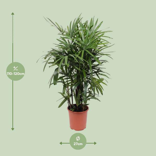 Steckenpalme – Rhapis excelsa – Lady Palm – Ø27cm – Höhe ca. 120cm – Pflegeleichte Zimmerpalme – Luftreinigende tropische Pflanze für Innenräume – Plant