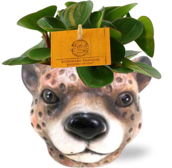 Peperomia Obtipan – Zwergpfeffer – Zimmerpflanze – Ø11cm – ca. 15cm hoch – In Keramiktopf Leopard Braun Ø12x9,5cm – Pflegeleicht & dekorativ – Plant