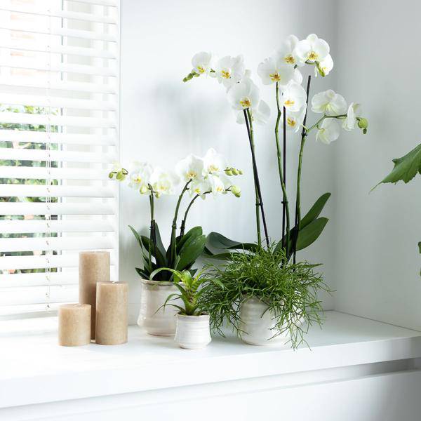 Weiße Phalaenopsis Orchidee Juwel Gent – Blühende Zimmerpflanze – Ø12cm – Elegante weiße Blüten – Perfekt für Zuhause & Büro – Plant