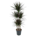 Drachenbaum Zimmerpflanze Ø31cm ↕150cm – pflegeleichte Grünpflanze für Wohnzimmer, Büro & helle Standorte kaufen – Plant